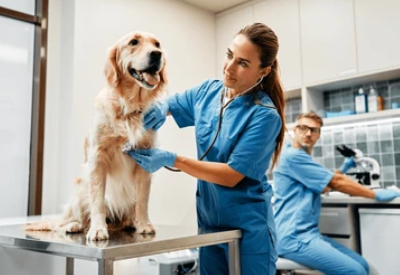 Successful Veterinary Business for Sale in Southeast Saskatchewan